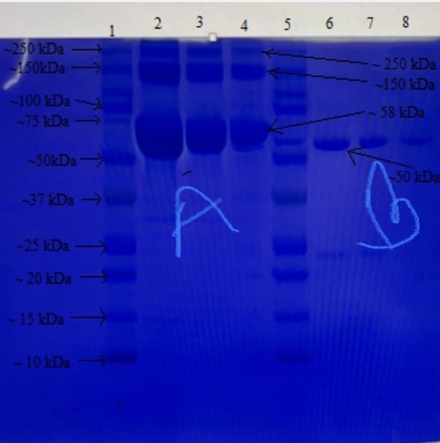-250 kDa
150kDa →
-100 kDa
~75 kDa ->
-50kDa ->
-37 kDa →
-25 kDa →
-20 kDa →
~ 15 kDa →→
~ 10 kDa →
2
3
4 5
A
6 7 8
~250 kDa
~150 kDa
58 kDa
-50 kDa