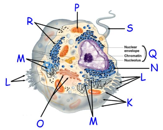 P
R.
Nuclear
envelope
- Chromatin
- Nucleolus.
M-
N-
M
