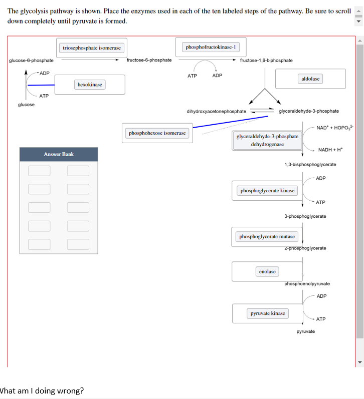 The glycolysis pathway is shown. Place the enzymes used in each of the ten labeled steps of the pathway. Be sure to scroll
down completely until pyruvate is formed.
triosephosphate isomerase
phosphofructokinase-1
glucose-6-phosphate
fructose-6-phosphate
fructose-1,6-biphosphate
ADP
ATP
ADP
hexokinase
ATP
glucose
dihydroxyacetonephosphate
phosphohexose isomerase
Answer Bank
What am I doing wrong?
aldolase
glyceraldehyde-3-phosphate
glyceraldehyde-3-phosphate
dehydrogenase
phosphoglycerate kinase
phosphoglycerate mutase
enolase
pyruvate kinase
NAD* + HOPO₂²
NADH+H*
1,3-bisphosphoglycerate
ADP
ATP
3-phosphoglycerate
Z-phosphoglycerate
phosphoenolpyruvate
ADP
ATP
pyruvate