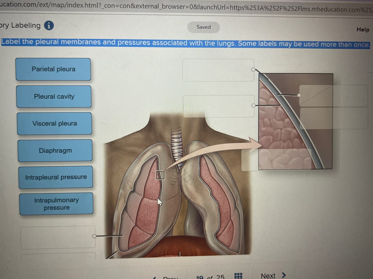 ucation.com/ext/map/index.html?_con=con&external_browser=0&launchUrl=https%253A%252F%252Flms.mheducation.com%252
Dry Labeling
Saved
Help
Label the pleural membranes and pressures associated with the lungs. Some labels may be used more than once.
Parietal pleura
Pleural cavity
Visceral pleura
Diaphragm
Intrapleural pressure
Intrapulmonary
pressure
H
▪
Next >
19 of 25