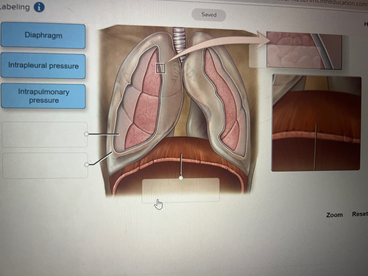 Labeling
Diaphragm
Intrapleural pressure
Intrapulmonary
pressure
Saved
education.com
H
Zoom
Reset