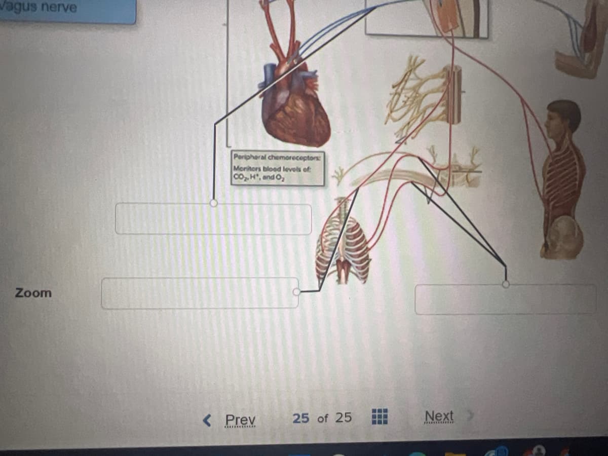 Vagus nerve
Zoom
Peripheral chemoreceptors
Meriters blood levels of
CO₂H", and O₂
< Prev
25 of 25
www
‒‒‒
Next