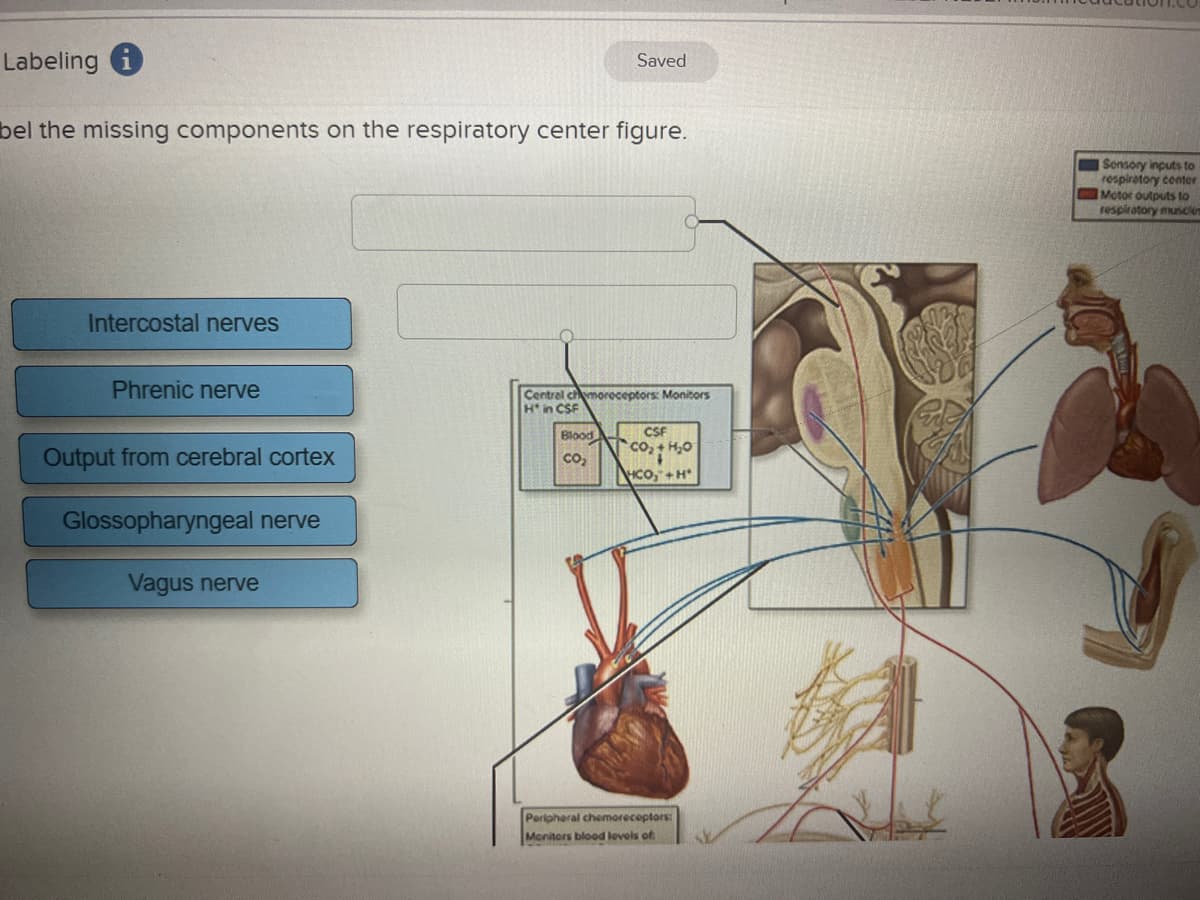 Labeling i
Saved
bel the missing components on the respiratory center figure.
Intercostal nerves
Phrenic nerve
Central chmoreceptors: Monitors
Hin CSF
Blood
CSF
Output from cerebral cortex
₂0
CO₂
HCO,+H*
Glossopharyngeal nerve
Vagus nerve
Peripheral chemoreceptors:
Monitors blood levels of
to
Sensory inputs to
respiratory center
Motor outputs to
respiratory muscles