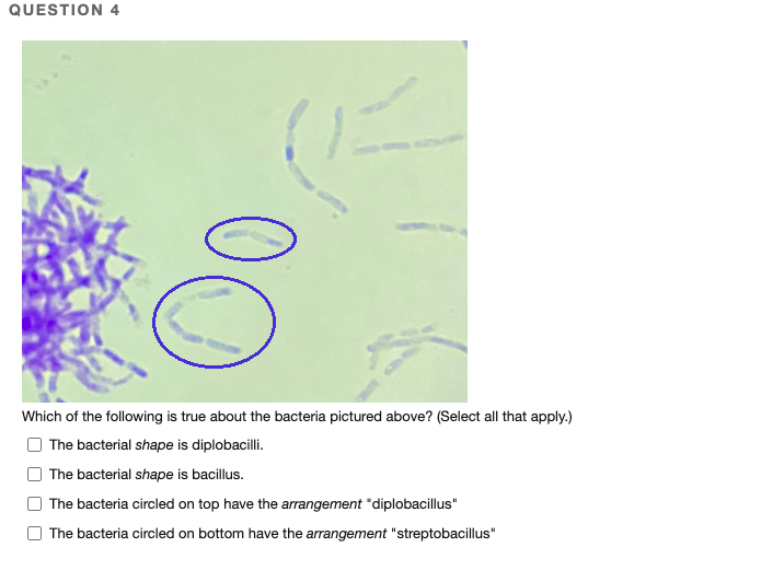 QUESTION 4
Which of the following is true about the bacteria pictured above? (Select all that apply.)
The bacterial shape is diplobacilli.
O The bacterial shape is bacillus.
The bacteria circled on top have the arrangement "diplobacillus"
O The bacteria circled on bottom have the arrangement "streptobacillus"
