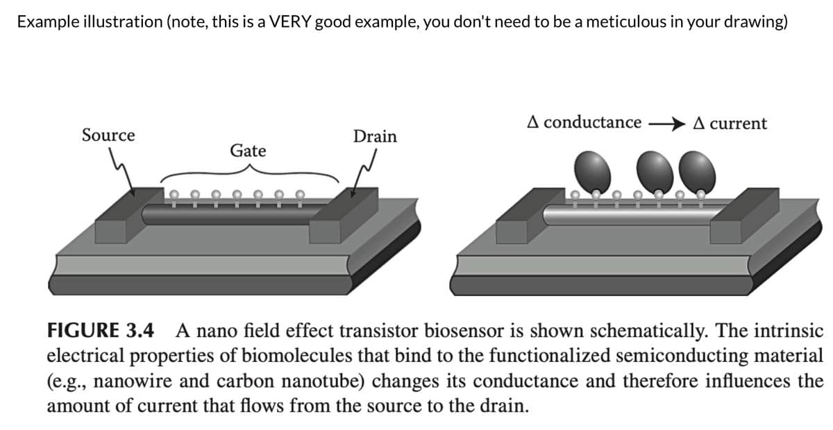 Example illustration (note, this is a VERY good example, you don't need to be a meticulous in your drawing)
A conductance
▲ current
Source
Drain
Gate
FIGURE 3.4 A nano field effect transistor biosensor is shown schematically. The intrinsic
electrical properties of biomolecules that bind to the functionalized semiconducting material
(e.g., nanowire and carbon nanotube) changes its conductance and therefore influences the
amount of current that flows from the source to the drain.