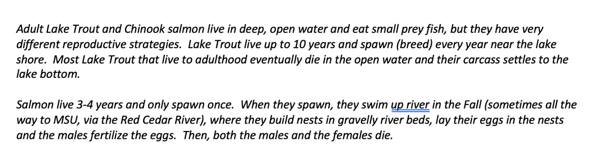 Adult Lake Trout and Chinook salmon live in deep, open water and eat small prey fish, but they have very
different reproductive strategies. Lake Trout live up to 10 years and spawn (breed) every year near the lake
shore. Most Lake Trout that live to adulthood eventually die in the open water and their carcass settles to the
lake bottom.
Salmon live 3-4 years and only spawn once. When they spawn, they swim up river in the Fall (sometimes all the
way to MSU, via the Red Cedar River), where they build nests in gravelly river beds, lay their eggs in the nests
and the males fertilize the eggs. Then, both the males and the females die.
