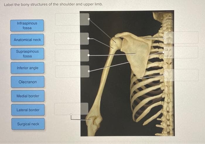 Label the bony structures of the shoulder and upper limb.
Infraspinous
fossa
Anatomical neck
Supraspinous
fossa
Inferior angle
Olecranon
Medial border
Lateral border
Surgical neck
