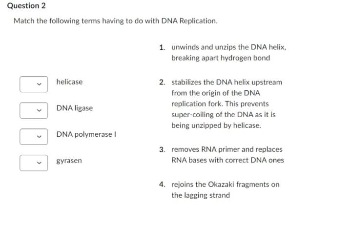 Question 2
Match the following terms having to do with DNA Replication.
helicase
DNA ligase
DNA polymerase I
gyrasen
DDDD
1. unwinds and unzips the DNA helix,
breaking apart hydrogen bond
2. stabilizes the DNA helix upstream
from the origin of the DNA
replication fork. This prevents
super-coiling of the DNA as it is
being unzipped by helicase.
3. removes RNA primer and replaces
RNA bases with correct DNA ones
4. rejoins the Okazaki fragments on
the lagging strand