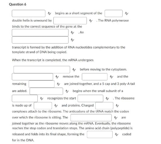 Question 6
double helix is unwound by
A.The RNA polymerase
binds to the correct sequence of the gene at the
A.An
transcript is formed by the addition of RNA nucleotides complementary to the
template strand of DNA being copied.
When the transcript is completed, the mRNA undergoes
A before moving to the cytoplasm.
A/
remove the
A and the
remaining
A
are joined together, and a 5 cap and 3 poly-A tail
are added.
A begins when the small subunit of a
A recognizes the start
A. The ribosome
A and proteins. Charged
is made up of
complexes attach to the ribosome. The anticodons of the tRNA match the codon
over which the ribosome is sitting. The
A are
joined together as the ribosome moves along the mRNA. Eventually, the ribosome
reaches the stop codon and translation stops. The amino acid chain (polypeptide) is
released and folds into its final shape, forming the
A coded
for in the DNA.
A begins as a short segment of the