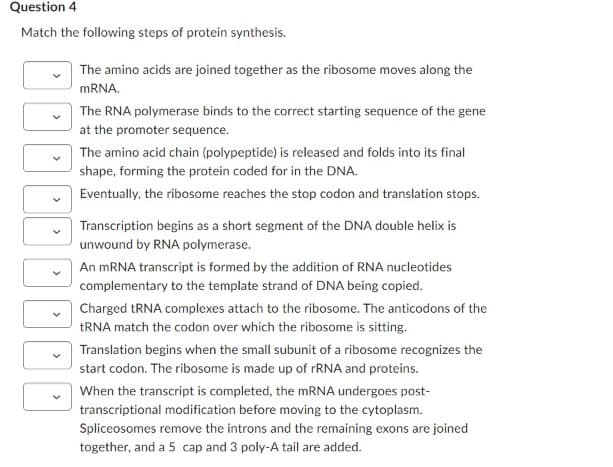 Question 4
Match the following steps of protein synthesis.
The amino acids are joined together as the ribosome moves along the
mRNA.
The RNA polymerase binds to the correct starting sequence of the gene
at the promoter sequence.
The amino acid chain (polypeptide) is released and folds into its final
shape, forming the protein coded for in the DNA.
Eventually, the ribosome reaches the stop codon and translation stops.
Transcription begins as a short segment of the DNA double helix is
unwound by RNA polymerase.
An mRNA transcript is formed by the addition of RNA nucleotides
complementary to the template strand of DNA being copied.
Charged tRNA complexes attach to the ribosome. The anticodons of the
tRNA match the codon over which the ribosome is sitting.
Translation begins when the small subunit of a ribosome recognizes the
start codon. The ribosome is made up of rRNA and proteins.
When the transcript is completed, the mRNA undergoes post-
transcriptional modification before moving to the cytoplasm.
Spliceosomes remove the introns and the remaining exons are joined
together, and a 5 cap and 3 poly-A tail are added.