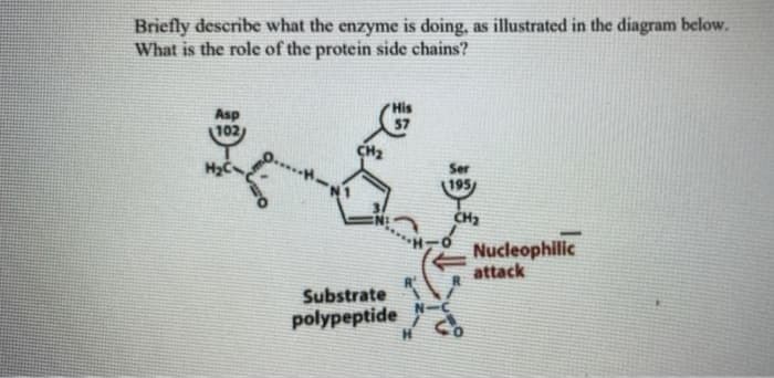 Briefly describe what the enzyme is doing, as illustrated in the diagram below.
What is the role of the protein side chains?
Asp
102
Ser
195
CH2
Nucleophilic
attack
Substrate
polypeptide
