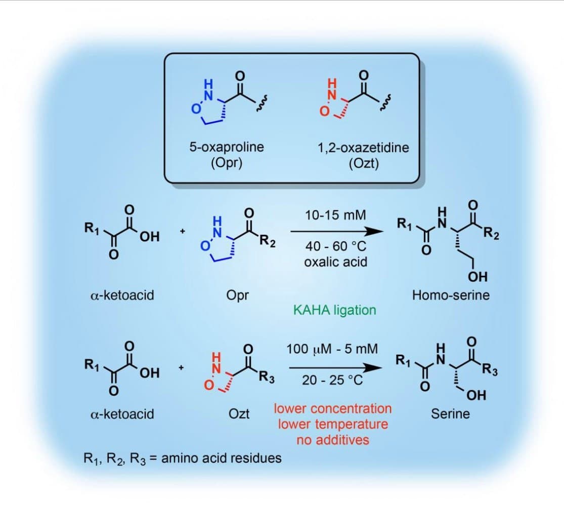 5-oxaproline
(Opr)
1,2-oxazetidine
(Ozt)
10-15 mM
R1
R1
R2
ОН
R2
40 - 60 °C
oxalic acid
OH
a-ketoacid
Opr
Homo-serine
KAHA ligation
100 uM - 5 mM
R1
R1
R3
ОН
R3
20 - 25 °C
HO,
Özt
lower concentration
Serine
a-ketoacid
lower temperature
no additives
R1, R2, R3 = amino acid residues
