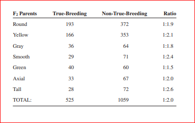 F2 Parents
True-Breeding
Non-True-Breeding
Ratio
Round
193
372
1:1.9
Yellow
166
353
1:2.1
Gray
36
64
1:1.8
Smooth
29
71
1:2.4
Green
40
60
1:1.5
Axial
33
67
1:2.0
Tall
28
72
1:2.6
TOTAL:
525
1059
1:2.0
