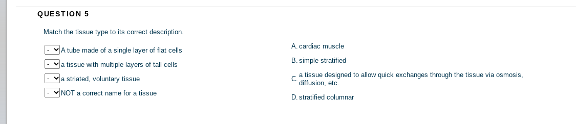 QUESTION 5
Match the tissue type to its correct description.
A. cardiac muscle
A tube made of a single layer of flat cells
a tissue with multiple layers of tall cells
B. simple stratified
c a tissue designed to allow quick exchanges through the tissue via osmosis,
diffusion, etc.
va striated, voluntary tissue
|- V NOT a correct name for a tissue
D. stratified columnar
