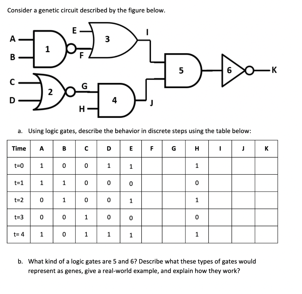 Consider a genetic circuit described by the figure below.
-к
2
a. Using logic gates, describe the behavior in discrete steps using the table below:
Time
н
t=0
t=1
t=2
1
t=3
t= 4
1
b. What kind of a logic gates are 5 and 6? Describe what these types of gates would
represent as genes, give a real-world example, and explain how they work?
A,
