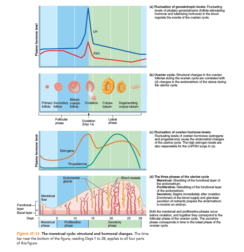 (a) Fuctuation of gonadotropin levels: Fluctuating
levels of pituitary gonadotropins (follicle-stimulating
hormone and luteinizing hormone) in the blood
regulate the events of the ovarian cycle.
LH
FSH
(b) Ovarian cycle: Structural changes in the ovarian
follicles during the ovarian cycle are correlated with
(d) changes in the endometrium of the uterus during
the uterine cycle.
Mature
Primary Secondary ovarian
follicle
Degenerating
corpus luteum
Ovulation
Corpus
luteum
follicle follicle
Follicular
phase
Luteal
Ovulation
(Day 14)
phase
(c) Fluctuation of ovarian homone levels:
Auctuating levels of ovarian hormones (estrogens
and progesterone) cause the endometrial changes
of the uterine cycle. The high estrogen levels are
also responsible for the LHVFSH surge in (a).
Estrogens
Progesterone
(d) The three phases of the uterine cycle
Menstrual: Shedding of the functional layer of
the endometrium.
Proliferative: Rebuilding of the functional layer
of the endometrium.
Secretory: Begins immediately after ovulation.
Enrichment of the blood supply and glandular
secretion of nutrients prepare the endometrium
to receive an embryo.
Blood vessels
Endometrial
glands
Menstrual
flow
Functional-
layer
Basal layer
Both the menstrual and proliferative phases occur
before ovulation, and together they correspond to the
follicular phase of the ovarian cycle. The secretory
phase corresponds in time to the luteal phase of the
ovarian cycle.
Days !
10
15
20
25
28
Menstrual
Proliferative
Secretory
phase
phase
phase
Figure 25.19 The menstrual cycle: structural and homonal changes. The time
bar near the bottom of the figure, reading Days 1 to 28, applies to all four parts
of this figure.
Plasma hormone level
Plasma hormone level
