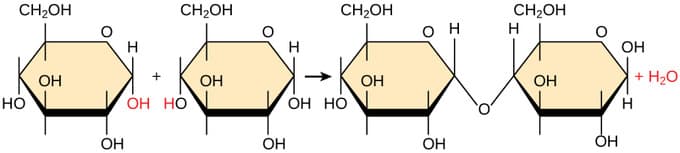 CH₂OH
HO
ОН
ОН
н
+
CH₂OH
OH HO
OH
ОН
Н
1
CH₂OH
OH HO
OH
он
OH
CH₂OH
H
ОН
OH
OH
н
+ H2O