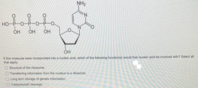 HO
bobobo
OH
OH
OH
0-
NH₂
OH
If this molecule were incorporated into a nucleic acid, which of the following function(s) would that nucleic acid be involved with? Select all
that apply
Structure of the ribosome
Transferring information from the nucleus to a ribosome.
Long term storage of genetic information.
Catalysis/self cleavage