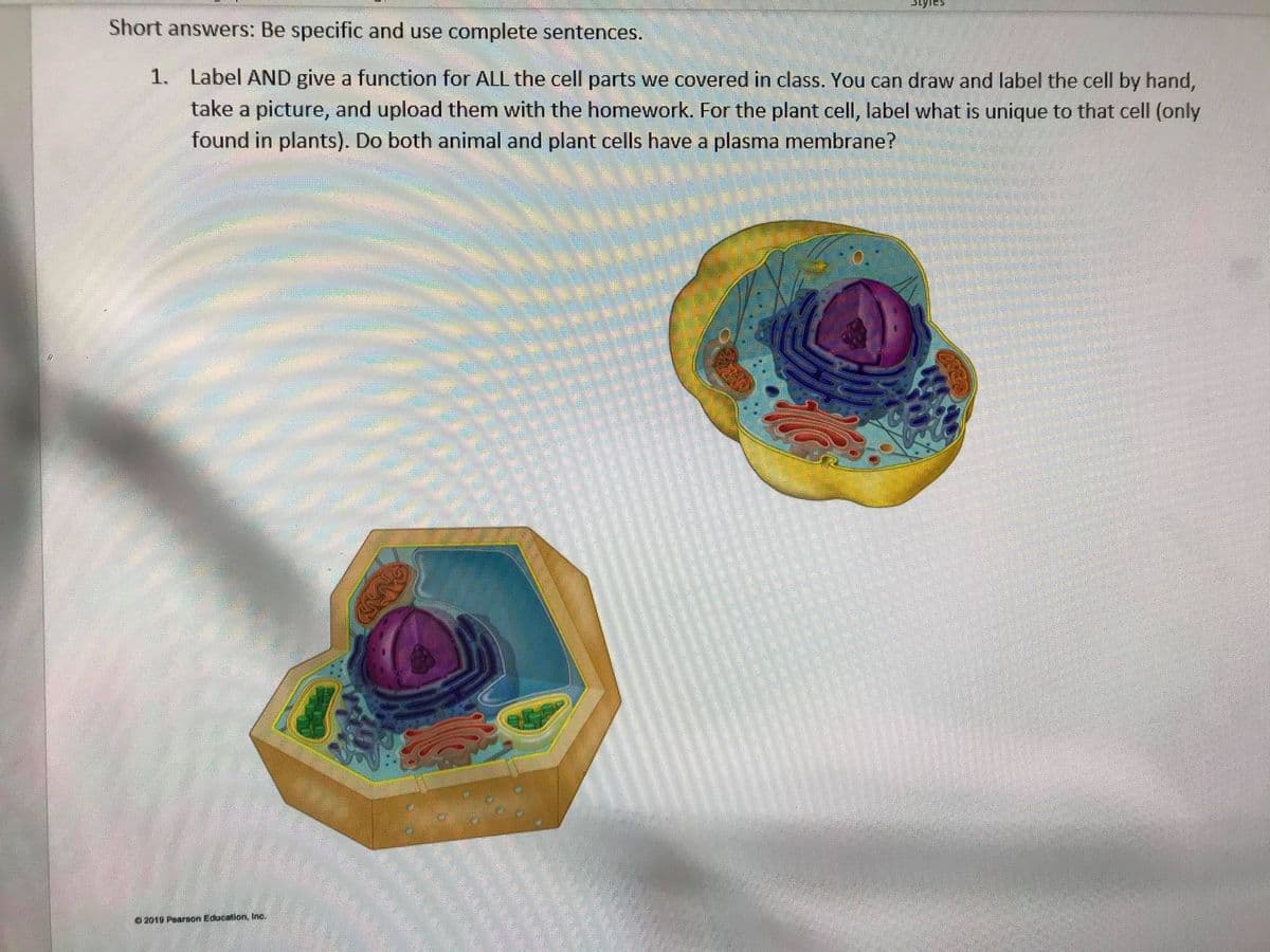 Short answers: Be specific and use complete sentences.
1. Label AND give a function for ALL the cell parts we covered in class. You can draw and label the cell by hand,
take a picture, and upload them with the homework. For the plant cell, label what is unique to that cell (only
found in plants). Do both animal and plant cells have a plasma membrane?
O2019 Pearson Education, Inc.
