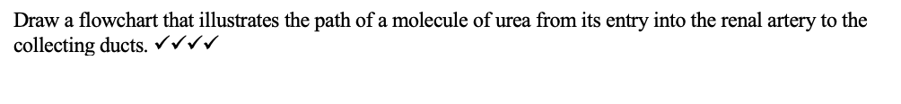 Draw a flowchart that illustrates the path of a molecule of urea from its entry into the renal artery to the
collecting ducts. Vvv
