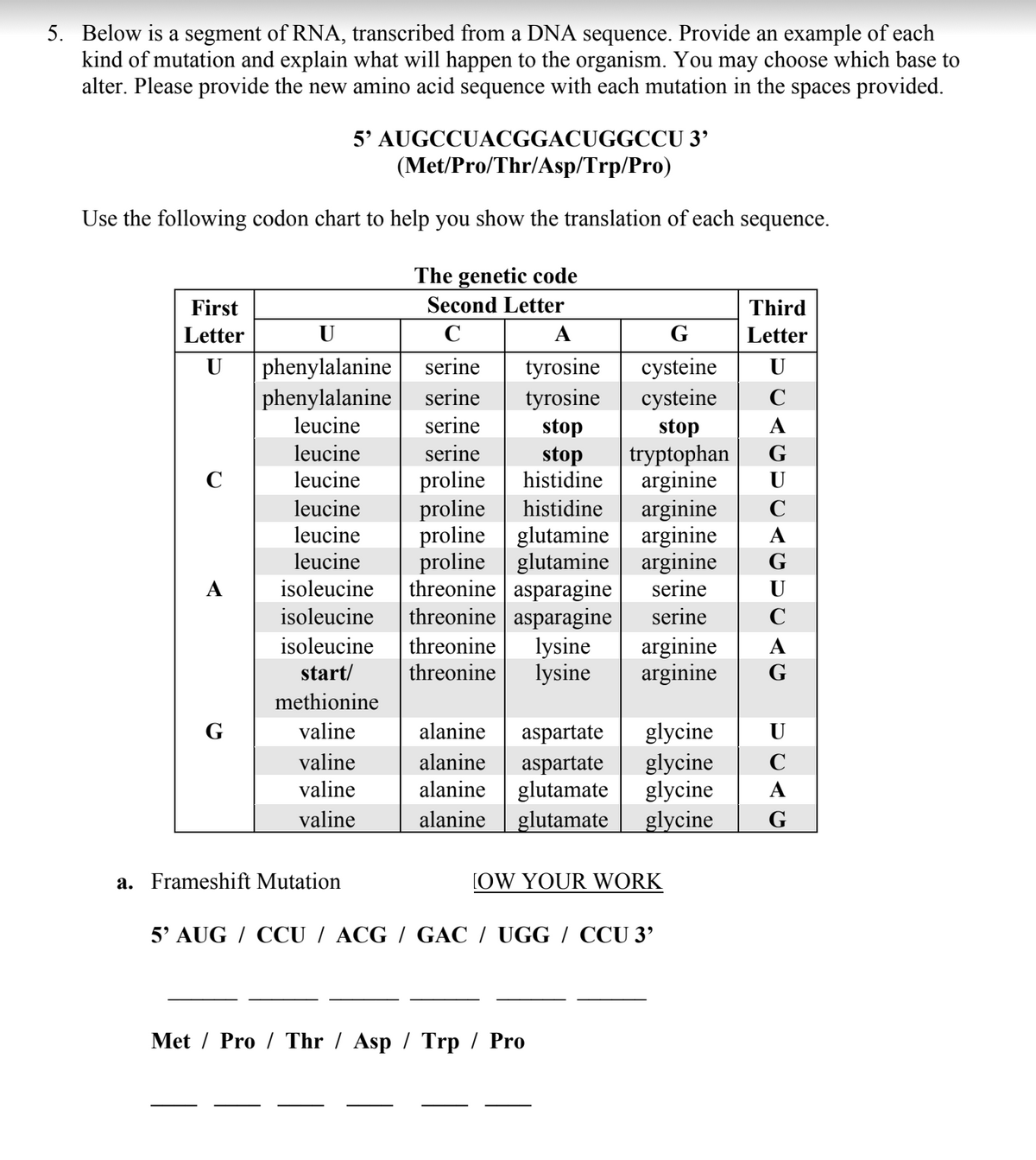 5. Below is a segment of RNA, transcribed from a DNA sequence. Provide an example of each
kind of mutation and explain what will happen to the organism. You may choose which base to
alter. Please provide the new amino acid sequence with each mutation in the spaces provided.
AUGCCUACGGACUGGCCU 3'
(Met/Pro/Thr/Asp/Trp/Pro)
Use the following codon chart to help you show the translation of each sequence.
The genetic code
Second Letter
C
First
Letter
U
C
A
G
5'
U
phenylalanine
phenylalanine serine
leucine
serine
leucine
serine
leucine proline
leucine proline
histidine
arginine C
arginine A
leucine
proline
glutamine
leucine
proline glutamine arginine G
threonine asparagine
isoleucine
serine
isoleucine
start/
A
serine tyrosine
tyrosine
stop
stop
histidine
isoleucine threonine asparagine serine
methionine
valine
valine
valine
valine
a. Frameshift Mutation
G
cysteine
U
cysteine
C
stop
A
tryptophan G
arginine U
threonine lysine arginine
threonine lysine arginine
alanine aspartate glycine
alanine aspartate glycine
alanine glutamate
glycine
alanine glutamate
glycine
[OW YOUR WORK
Third
Letter
5' AUG / CCU / ACG / GAC / UGG / CCU 3'
Met Pro Thr/ Asp / Trp / Pro
CUCAC
G
U
C
A
G