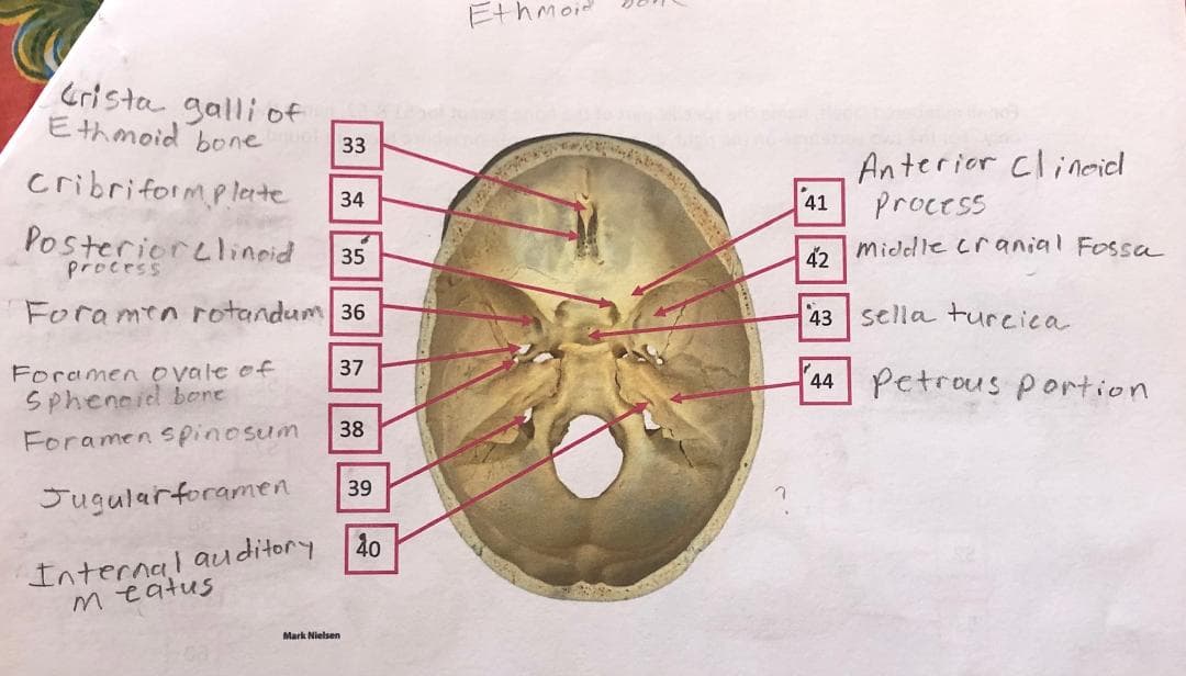 Ethm.
Crista galli of
Ethmoid bone
33
Anterior clineicl
cribriformplerte
34
41
process
Posteriorclinoid
process
middle cranial Fossa
35
42
Foramen rotandum 36
43 sella turcica
37
Foramen ovale of
(44 Petrous Portion
Sphencid bore
38
Foramen spinosum
39
Jugularforamen
Internal auditory
meatus
40
Mark Nielsen
