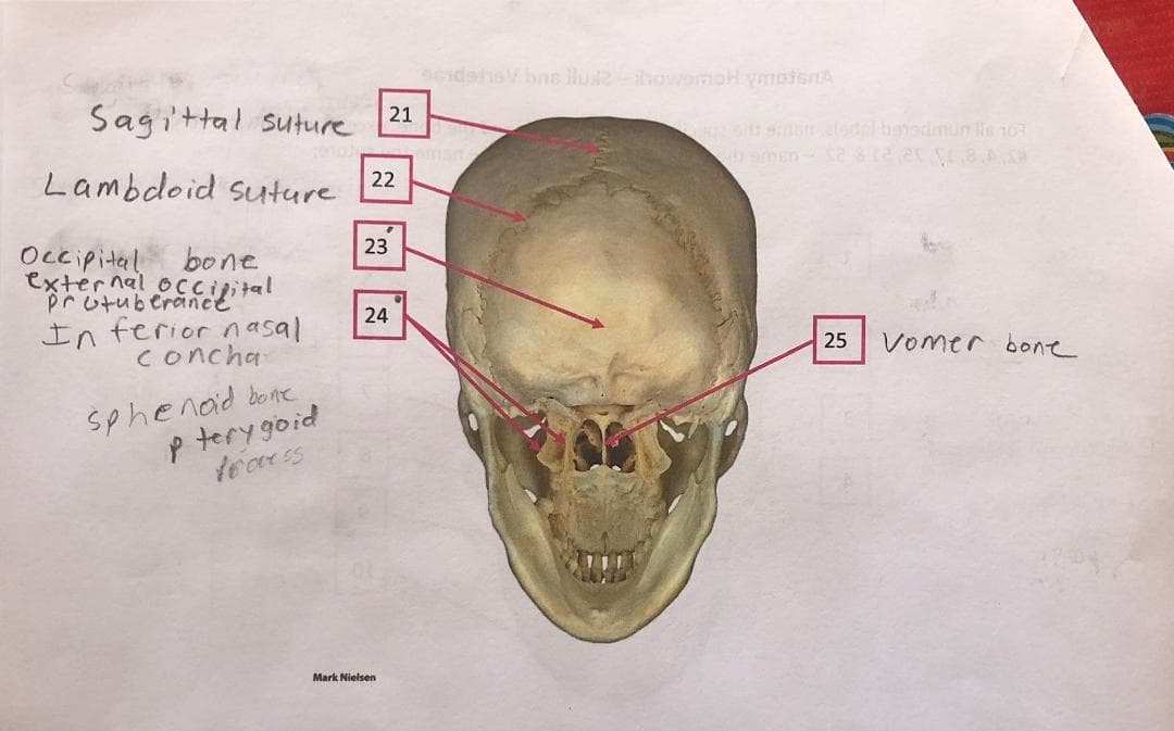 Seidahs bns llu2-owemoH ymotenA
Sagittal suture
21
sme odal hanedmun lis 10
Lambdoid suture
22
23
Occipital
external
bone
OCcipital
pr otuberănee
24
In ferior n asal
concha
25
Vomer bone
sphenaid bome
p tery goid
Mark Nielsen
