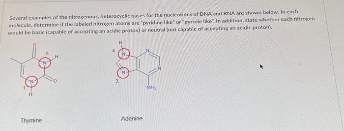 Several examples of the nitrogenous, heterocyclic bases for the nucleotides of DNA and RNA are shown below. In each
molecule, determine if the labeled nitrogen atoms are "pyridine like" or "pyrrole like". In addition, state whether each nitrogen
would be basic (capable of accepting an acidic proton) or neutral (not capable of accepting an acidic proton).
Thymine
Adenine
NH₂