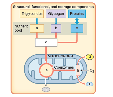 Structural, functional, and storage components
Trigly cerides Glycogen
Proteins
Nutrient
a
b
pool
d.
MITOCHONDRА
Coenzymes
-02
f
