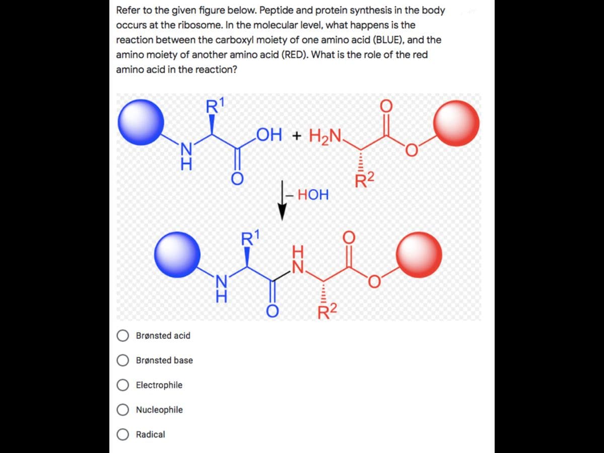 Refer to the given figure below. Peptide and protein synthesis in the body
occurs at the ribosome. In the molecular level, what happens is the
reaction between the carboxyl moiety of one amino acid (BLUE), and the
amino moiety of another amino acid (RED). What is the role of the red
amino acid in the reaction?
R1
COH + H2N.
H.
R2
|- HOH
R1
'N'
H.
Brønsted acid
O Brønsted base
Electrophile
O Nucleophile
O Radical
