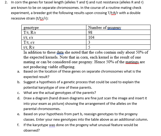 2. In corn the genes for tassel length (alleles T and t) and rust resistance (alleles R and r)
are known to be on separate chromosomes. In the course of a routine mating check
experiment, a breeder got the following results upon crossing T/t:R/r with a double
recessive strain (t/t/r):
Number of progeny
genotype
T/t; R/r
t/t; r/r
T/t; r/r
t/t; R/r
In addition to these data she noted that the cobs contain only about 50% of
the expected kernels. Note that in corn, each kernel is the result of one
mating or can be considered one progeny. Hence 50% of the matings are
not producing viable offspring.
a. Based on the location of these genes on separate chromosomes what is the
98
104
3
5
expected result?
b. Suggest a hypothesis of a genetic process that could be used to explain the
potential karyotype of one of these parents.
c. What are the actual genotypes of the parents?
d. Draw a diagram (hand drawn diagrams are fine just scan the image and insert it
into your exam as picture) showing the arrangement of the alleles on the
parental chromosomes.
e. Based on your hypothesis from part b, reassign genotypes to the progeny
classes. Enter your new genotypes into the table above as an additional column.
f. If the karyotype was done on the progeny what unusual feature would be
observed?
