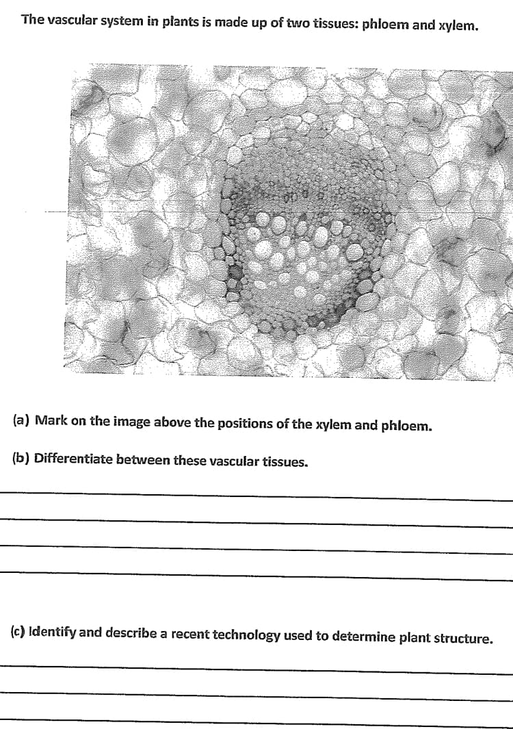 The vascular system in piants is made up of two tissues: phloem and xylem.
(a) Mark on the image above the positions of the xylem and phloem.
(b) Differentiate between these vascular tissues.
(c) Identify and describe a recent technology used to determine plant structure.
