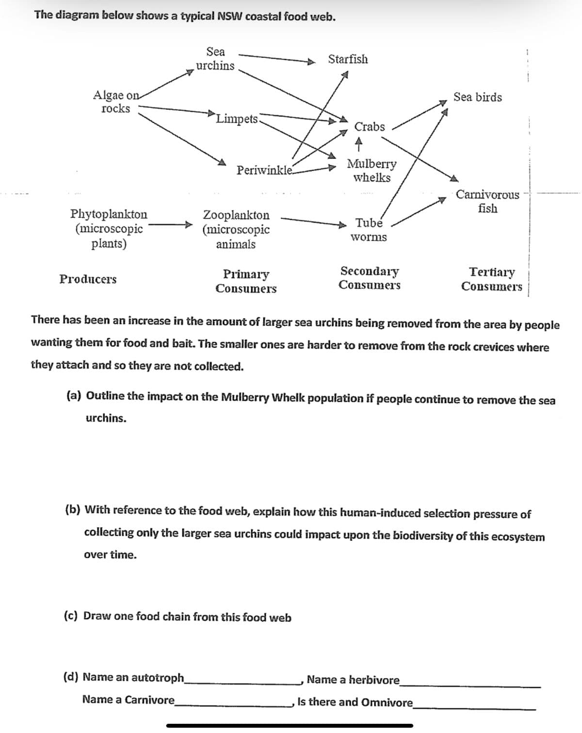 The diagram below shows a typical NSW coastal food web.
Sea
Starfish
urchins
Algae on
rocks
Sea birds
`Limpets.
Crabs
Mulberry
whelks
Periwinkle.
Carnivorous
fish
Phytoplankton
(microscopic
plants)
Zooplankton
(microscopic
animals
Tubé
worms
Secondary
Consumers
Tertiary
Consumers
Рroducers
Primary
Consumers
There has been an increase in the amount of larger sea urchins being removed from the area by people
wanting them for food and bait. The smaller ones are harder to remove from the rock crevices where
they attach and so they are not collected.
(a) Outline the impact on the Mulberry Whelk population if people continue to remove the sea
urchins.
(b) With reference to the food web, explain how this human-induced selection pressure of
collecting only the larger sea urchins could impact upon the biodiversity of this ecosystem
over time.
(c) Draw one food chain from this food web
(d) Name an autotroph
Name a herbivore
Name a Carnivore
Is there and Omnivore
