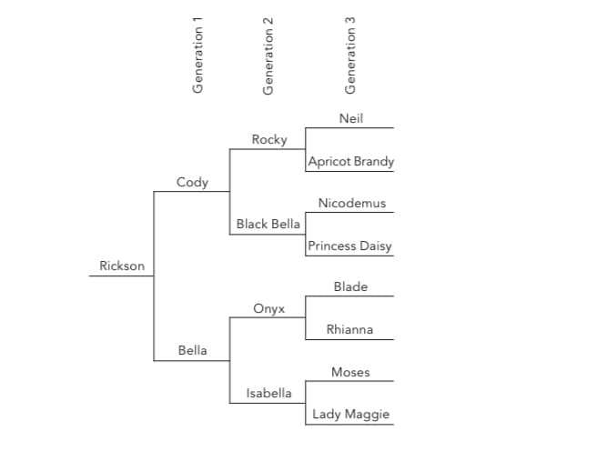 Neil
Rocky
Apricot Brandy
Cody
Nicodemus
Black Bella
Princess Daisy
Rickson
Blade
Onyx
Rhianna
Bella
Moses
Isabella
Lady Maggie
Generation 1
Generation 2
Generation 3
