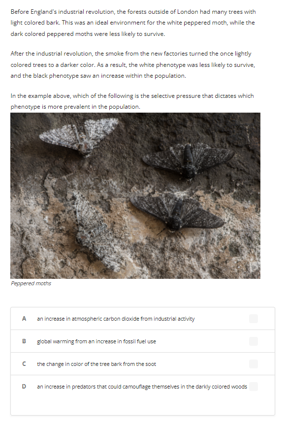 Before England's industrial revolution, the forests outside of London had many trees with
light colored bark. This was an ideal environment for the white peppered moth, while the
dark colored peppered moths were less likely to survive.
After the industrial revolution, the smoke from the new factories turned the once lightly
colored trees to a darker color. As a result, the white phenotype was less likely to survive,
and the black phenotype saw an increase within the population.
In the example above, which of the following is the selective pressure that dictates which
phenotype is more prevalent in the population.
Peppered moths
A
B
с
D
an increase in atmospheric carbon dioxide from industrial activity
global warming from an increase in fossil fuel use
the change in color of the tree bark from the soot
an increase in predators that could camouflage themselves in the darkly colored woods