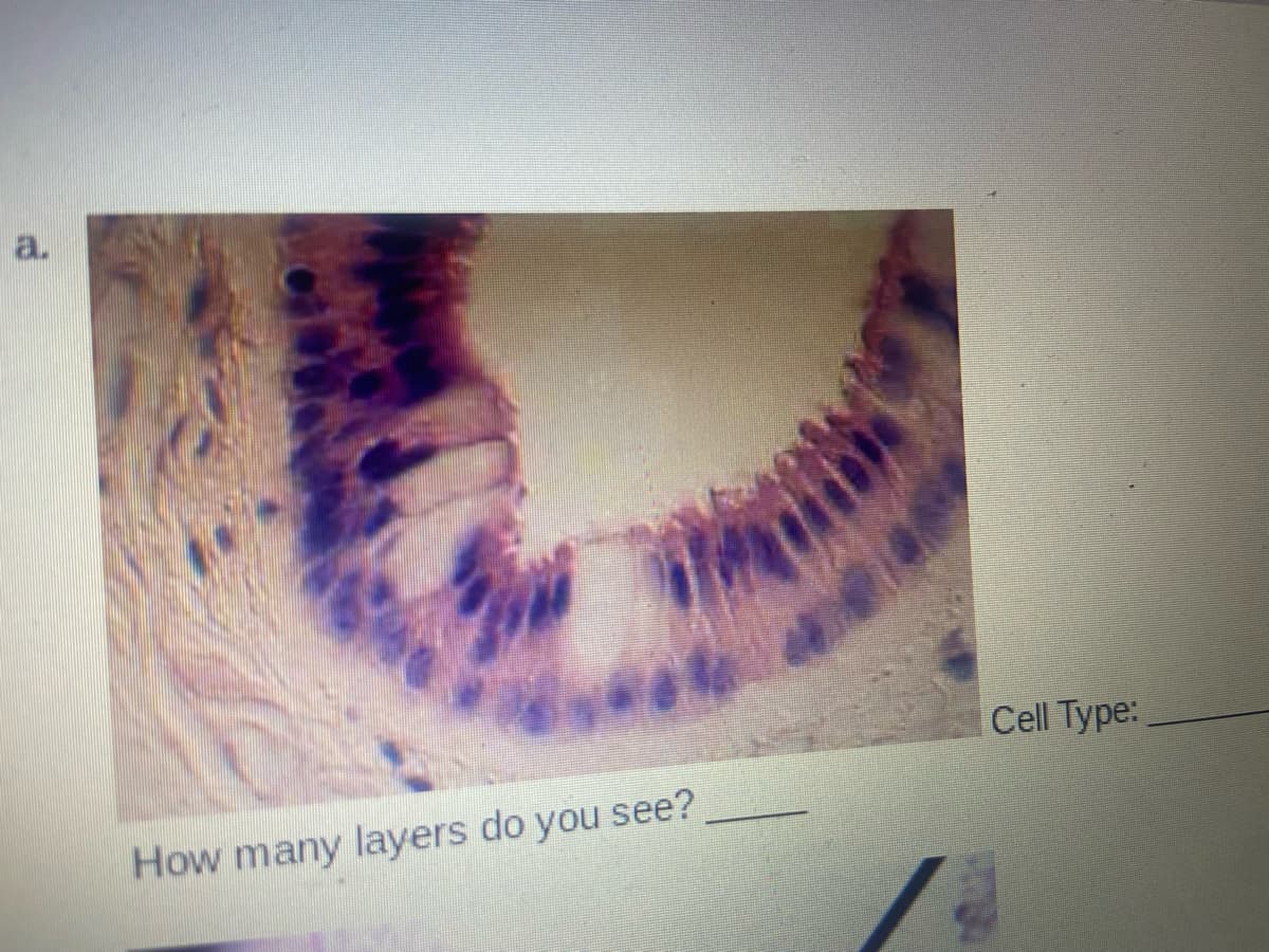 a.
Cell Type:
How many layers do you see?
