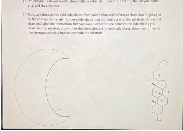 13. An enzyme is shown below, along with its substrate. Label the enzyme, the enzyme active
site, and the substrate.
14. Now add three amino acid side chains from your amino acid reference sheet that might exist
in the enzyme active site. Choose side chains that will interact with the substrate shown and
draw and label the interactions that you would expect to see between the side chains you
draw and the substrate shown. For the interactions with each side chain, show one or two of
the strongest possible interactions with the substrate.
