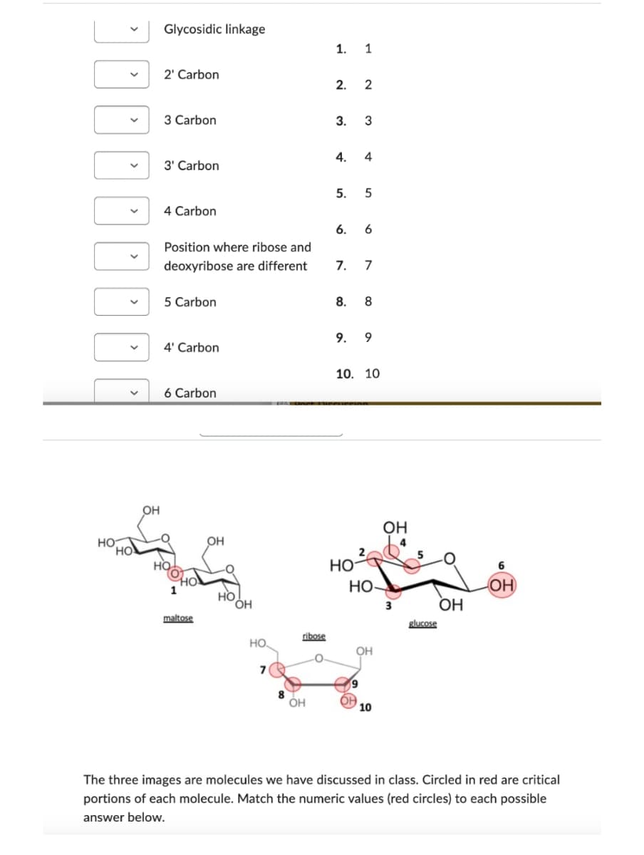 НО:
>
V
HO
OH
Glycosidic linkage
2' Carbon
3 Carbon
3' Carbon
4 Carbon
Position where ribose and
deoxyribose are different
5 Carbon
4' Carbon
6 Carbon
HO
НО!
1
maltose
OH
HO
OH
НО.
70
8
ribose
ОН
1. 1
2. 2
3. 3
4.
4
5. 5
6. 6
7. 7
8. 8
9. 9
10. 10
HO
HO-
OH
OH
4
10
3
5
glucose
OH
6
OH
The three images are molecules we have discussed in class. Circled in red are critical
portions of each molecule. Match the numeric values (red circles) to each possible
answer below.