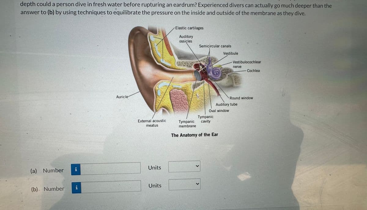 depth could a person dive in fresh water before rupturing an eardrum? Experienced divers can actually go much deeper than the
answer to (b) by using techniques to equilibrate the pressure on the inside and outside of the membrane as they dive.
(a) Number
(b) Number
i
Auricle-
External acoustic
meatus
Units
Units
Elastic cartilages
Auditory
ossicles
Semicircular canals
Tympanic
cavity
<
Tympanic
membrane
The Anatomy of the Ear
<
Vestibule
Vestibulocochlear
nerve
Auditory tube
Oval window
Cochlea
Round window