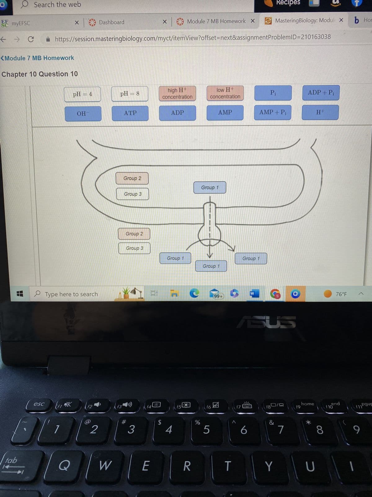 O
SC myEFSC
с
← > C
O Search the web
<Module 7 MB Homework
7
Chapter 10 Question 10
tab
esc
× Dashboard
f1
OL
7
https://session.masteringbiology.com/myct/itemView?offset=next&assignmentProblemID=210163038
Type here to search
Q
pH = 4
OH
f2
2
W
pH = 8
f3
ATP
Group 2
Group 3
Group 2
Group 3
#
3
f4
E
X
SA
21 7
$
high H+
concentration
ADP
Group 1
Module 7 MB Homework X
4
f5
R
%
low H+
concentration
Group 1
AMP
Group 1
f6
5
99+
T
Group 1
f7
W
6
Pi
Recipes
Mastering Biology: Modul
AMP + Pi
ASUS
&
f80/
Y
O
7
f9
ADP + Pi
home
*
U
H+
8
X
f10
76°F
end
b Hor
f11 gup
9
I