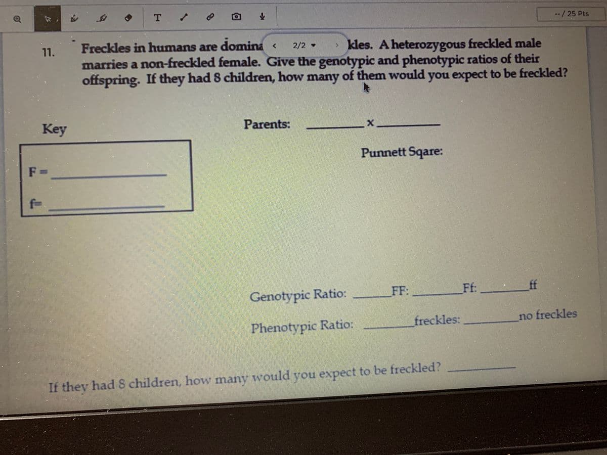 T
--/25 Pts
Freckles in humans are domina 2/2 -
marries a non-freckled female. Give the genotypic and phenotypic ratios of their
offspring. If they had 8 children, how many of them would you expect to be freckled?
11.
> kles. A heterozygous freckled male
Key
Parents:
Punnett Sqare:
F =
f=
Genotypic Ratio:
FF:
Ff:
ff
freckles:
no freckles
Phenotypic Ratio:
If they had S children, how many would you expect to be freckled?
