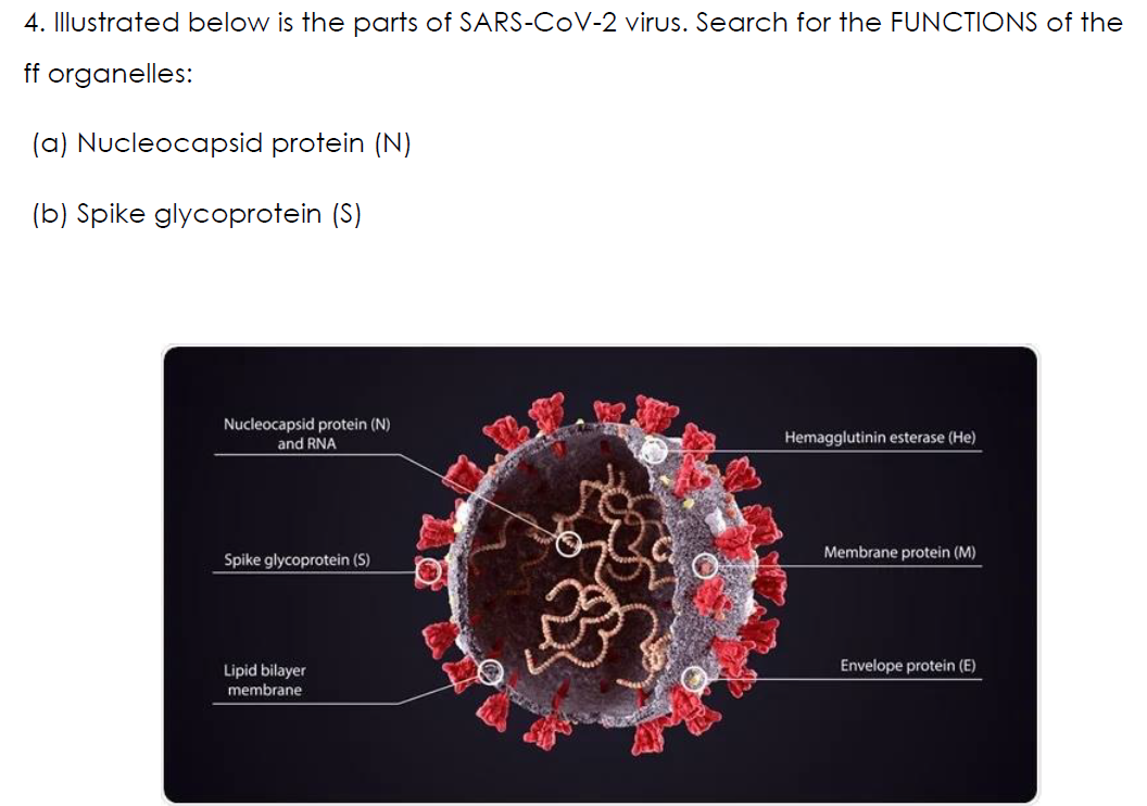 4. Illustrated below is the parts of SARS-CoV-2 virus. Search for the FUNCTIONS of the
ff organelles:
(a) Nucleocapsid protein (N)
(b) Spike glycoprotein (S)
Nucleocapsid protein (N)
and RNA
Hemagglutinin esterase (He)
Membrane protein (M)
Spike glycoprotein (S)
Lipid bilayer
Envelope protein (E)
membrane
