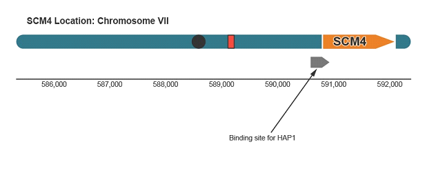 SCM4 Location: Chromosome VII
SCM4
586,000
587,000
588,000
589,000
590,000
591,000
592,000
Binding site for HAP1
