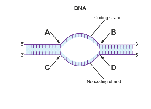 DNA
Coding strand
A
B
5'-
3'
TT
3.
'D
Noncoding strand

