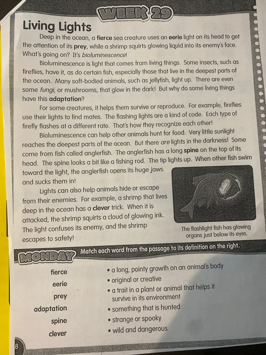 WEEK 29
Living Lights
Deep in the ocean, a fierce sea creature uses an eerie light on its head to get
the attention of its prey, while a shrimp squirts glowing liquid into its enemy's face.
What's going on? It's bioluminescence!
8
Bioluminescence is light that comes from living things. Some insects, such as
fireflies, have it, as do certain fish, especially those that live in the deepest parts of
the ocean. Many soft-bodied animals, such as jellyfish, light up. There are even
some fungi, or mushrooms, that glow in the dark! But why do some living things
have this adaptation?
For some creatures, it helps them survive or reproduce. For example, fireflies
use their lights to find mates. The flashing lights are a kind of code. Each type of
firefly flashes at a different rate. That's how they recognize each other!
Bioluminescence can help other animals hunt for food. Very little sunlight
reaches the deepest parts of the ocean. But there are lights in the darkness! Some
come from fish called anglerfish. The anglerfish has a long spine on the top of its
head. The spine looks a bit like a fishing rod. The tip lights up. When other fish swim
toward the light, the anglerfish opens its huge jaws
and sucks them in!
Lights can also help animals hide or escape
from their enemies. For example, a shrimp that lives
deep in the ocean has a clever trick. When it is
attacked, the shrimp squirts a cloud of glowing ink.
The light confuses its enemy, and the shrimp
escapes to safety!
MONDAY
fierce
eerie
prey
adaptation
spine
clever
The flashlight fish has glowing
organs just below its eyes.
Match each word from the passage to its definition on the right.
• a long, pointy growth on an animal's body
original or creative
• a trait in a plant or animal that helps it
survive in its environment
●
something that is hunted
strange or spooky
• wild and dangerous