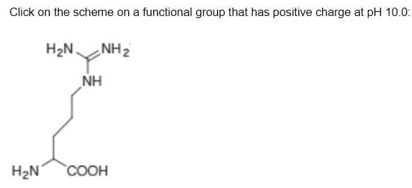 Click on the scheme on a functional group that has positive charge at pH 10.0:
H2N.
NH2
NH
H2N
COOH
