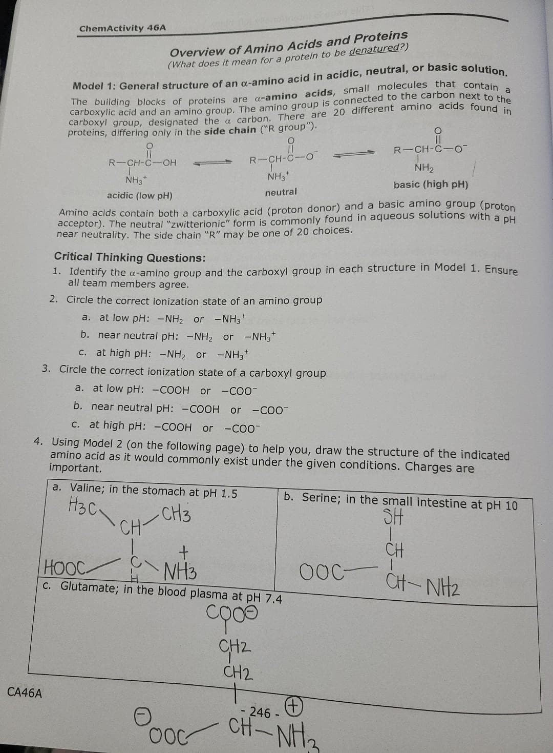 ChemActivity 46A
CA46A
Overview of Amino Acids and Proteins
(What does it mean for a protein to be denatured?)
Model 1: General structure of an a-amino acid in acidic, neutral, or basic solution.
The building blocks of proteins are a-amino acids, small molecules that contain a
carboxylic acid and an amino group. The amino group is connected to the carbon next to the
proboxyl group, designated the & carbon. There are 20 different amino acids found he
proteins,
only in the side chain ("R group").
O
R-CH-C-OH
NH3 +
basic (high pH)
acidic (low pH)
Amino acids contain both a carboxylic acid (proton donor) and a basic amino group (proton
acceptor). The neutral "zwitterionic" form is commonly found in aqueous solutions with a pH
near neutrality. The side chain "R" may be one of 20 choices.
a. at low pH: -NH₂ or -NH3+
b. near neutral pH: -NH₂ or -NH3*
c. at high pH: -NH₂ or -NH3*
3. Circle the correct ionization state of a carboxyl group
a. at low pH: -COOH or -COO-
b. near neutral pH: -COOH or -COO™
c. at high pH: -COOH or -COO-
R-CH-C-O
-CH-C
NH3*
neutral
Critical Thinking Questions:
1. Identify the a-amino group and the carboxyl group in each structure in Model 1. Ensure
all team members agree.
2. Circle the correct ionization state of an amino group
a. Valine; in the stomach at pH 1.5
НЗС.
CH3
CH
4. Using Model 2 (on the following page) to help you, draw the structure of the indicated
amino acid as it would commonly exist under the given conditions. Charges are
important.
+
NH3
OOC
O
HOOC
c. Glutamate; in the blood plasma at pH 7.4
cooo
CH2
CH2
R-CH-C-0-
T
NH₂
b. Serine; in the small intestine at pH 10
SH
оос-
(+)
246
CHÍNH
CH
CHNH2