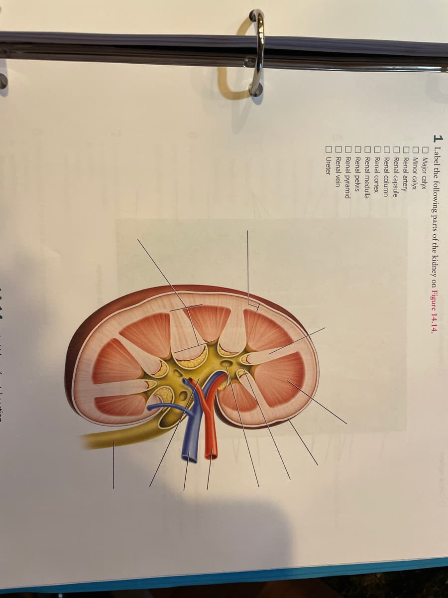 1 Label the following parts of the kidney on Figure 14.14.
O Major calyx
O Minor calyx
O Renal artery
O Renal capsule
O Renal column
O Renal cortex
O Renal medulla
O Renal pelvis
O Renal pyramid
O Renal vein
O Ureter
