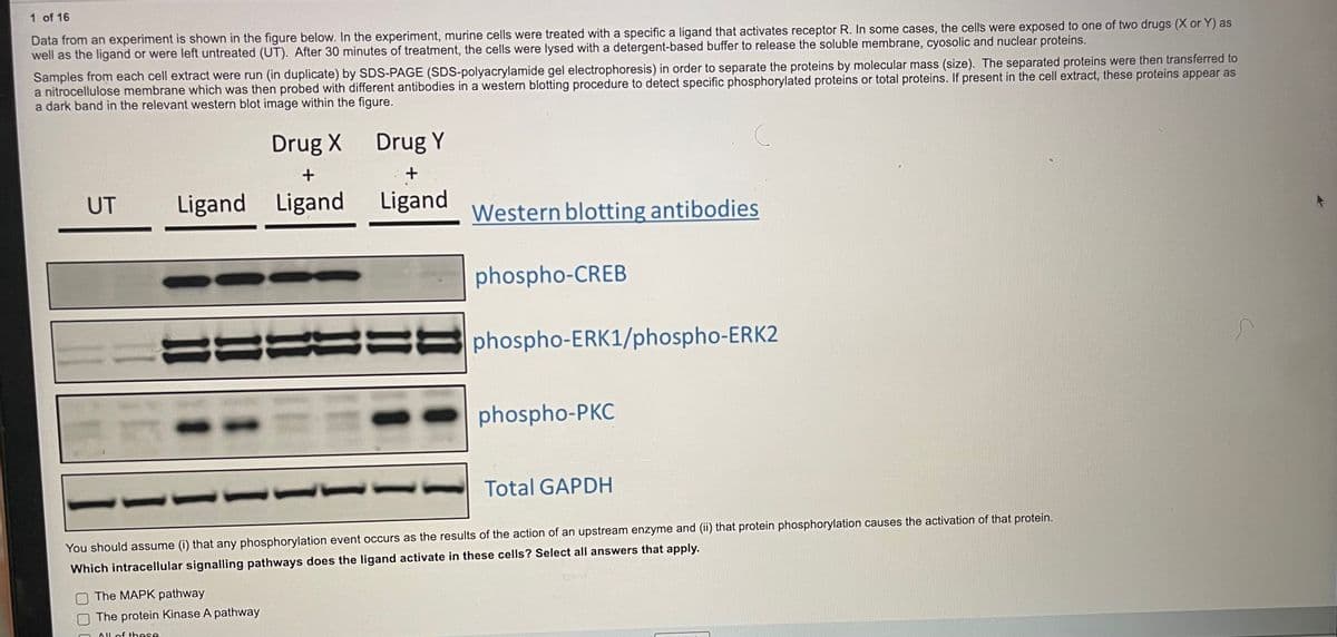 1 of 16
Data from an experiment is shown in the figure below. In the experiment, murine cells were treated with a specific a ligand that activates receptor R. In some cases, the cells were exposed to one of two drugs (X or Y) as
well as the ligand or were left untreated (UT). After 30 minutes of treatment, the cells were lysed with a detergent-based buffer to release the soluble membrane, cyosolic and nuclear proteins.
Samples from each cell extract were run (in duplicate) by SDS-PAGE (SDS-polyacrylamide gel electrophoresis) in order to separate the proteins by molecular mass (size). The separated proteins were then transferred to
a nitrocellulose membrane which was then probed with different antibodies in a western blotting procedure to detect specific phosphorylated proteins or total proteins. If present in the cell extract, these proteins appear as
a dark band in the relevant western blot image within the figure.
Drug X
Drug Y
UT
Ligand Ligand
Ligand
Western blotting antibodies
phospho-CREB
phospho-ERK1/phospho-ERK2
phospho-PKC
Total GAPDH
You should assume (i) that any phosphorylation event occurs as the results of the action of an upstream enzyme and (ii) that protein phosphorylation causes the activation of that protein.
Which intracellular signalling pathways does the ligand activate in these cells? Select all answers that apply.
The MAPK pathway
The protein Kinase A pathway
AIl of these
