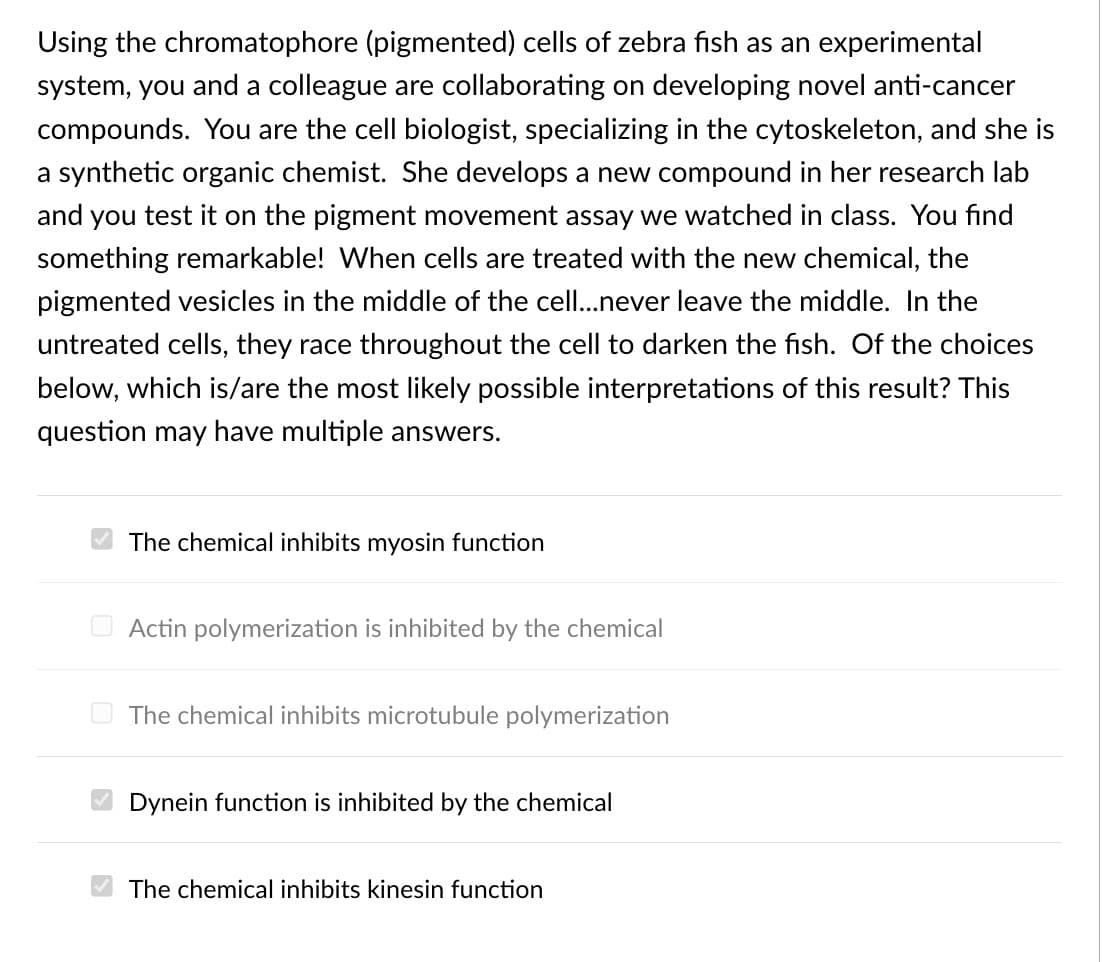 Using the chromatophore (pigmented) cells of zebra fish as an experimental
system, you and a colleague are collaborating on developing novel anti-cancer
compounds. You are the cell biologist, specializing in the cytoskeleton, and she is
a synthetic organic chemist. She develops a new compound in her research lab
and you test it on the pigment movement assay we watched in class. You find
something remarkable! When cells are treated with the new chemical, the
pigmented vesicles in the middle of the cel...never leave the middle. In the
untreated cells, they race throughout the cell to darken the fish. Of the choices
below, which is/are the most likely possible interpretations of this result? This
question may have multiple answers.
The chemical inhibits myosin function
O Actin polymerization is inhibited by the chemical
O The chemical inhibits microtubule polymerization
Dynein function is inhibited by the chemical
The chemical inhibits kinesin function
